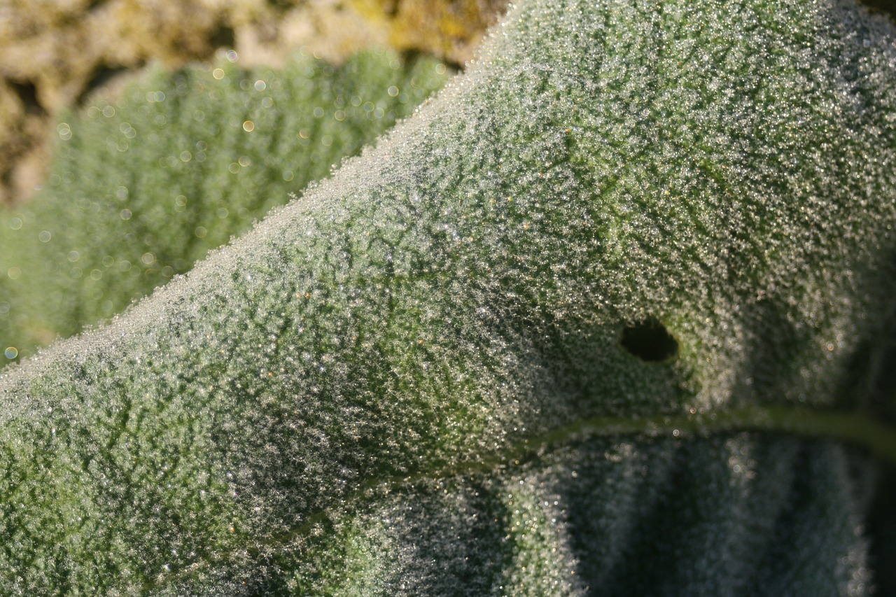 leaf frost ripe free photo