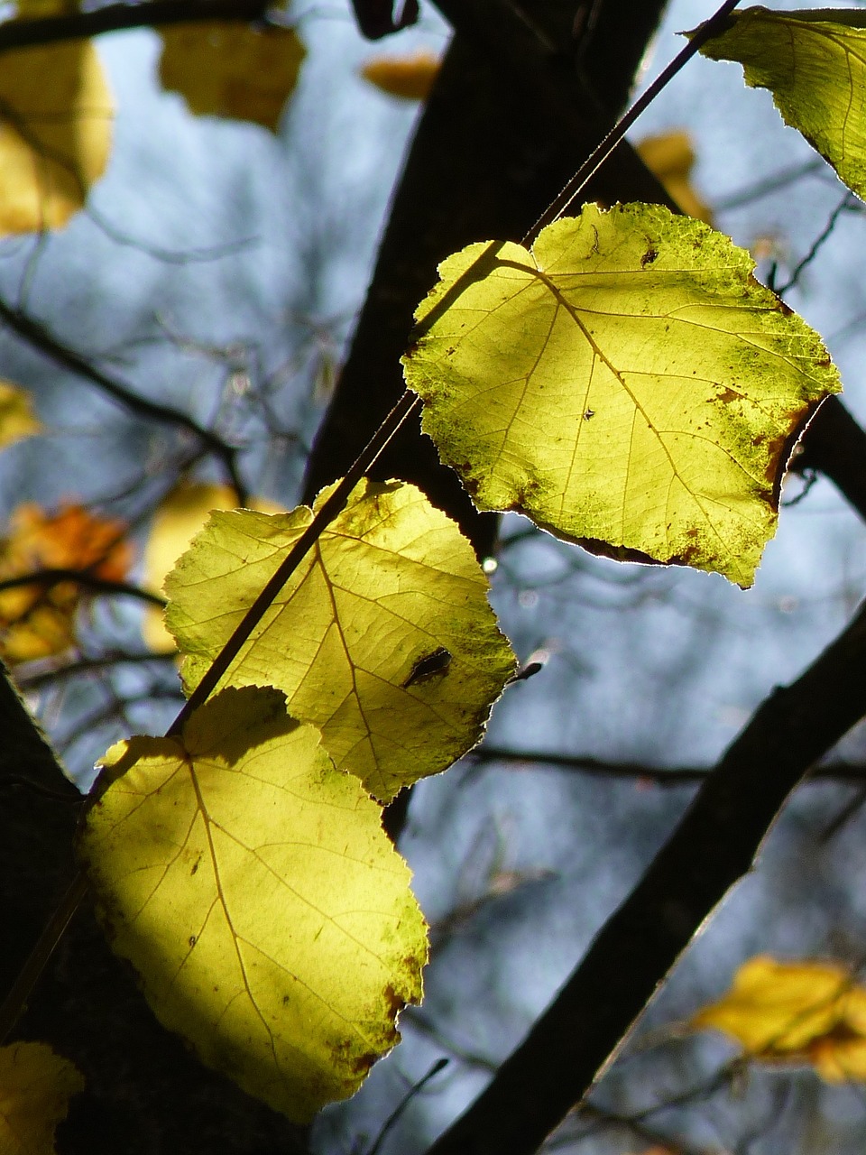 leaf tree autumn free photo