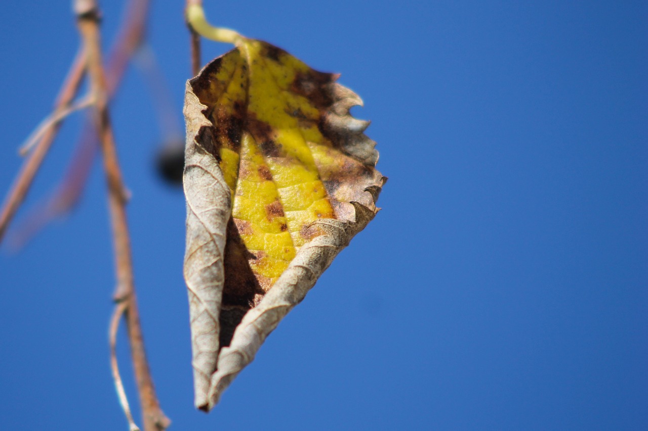 leaf autumn sky free photo