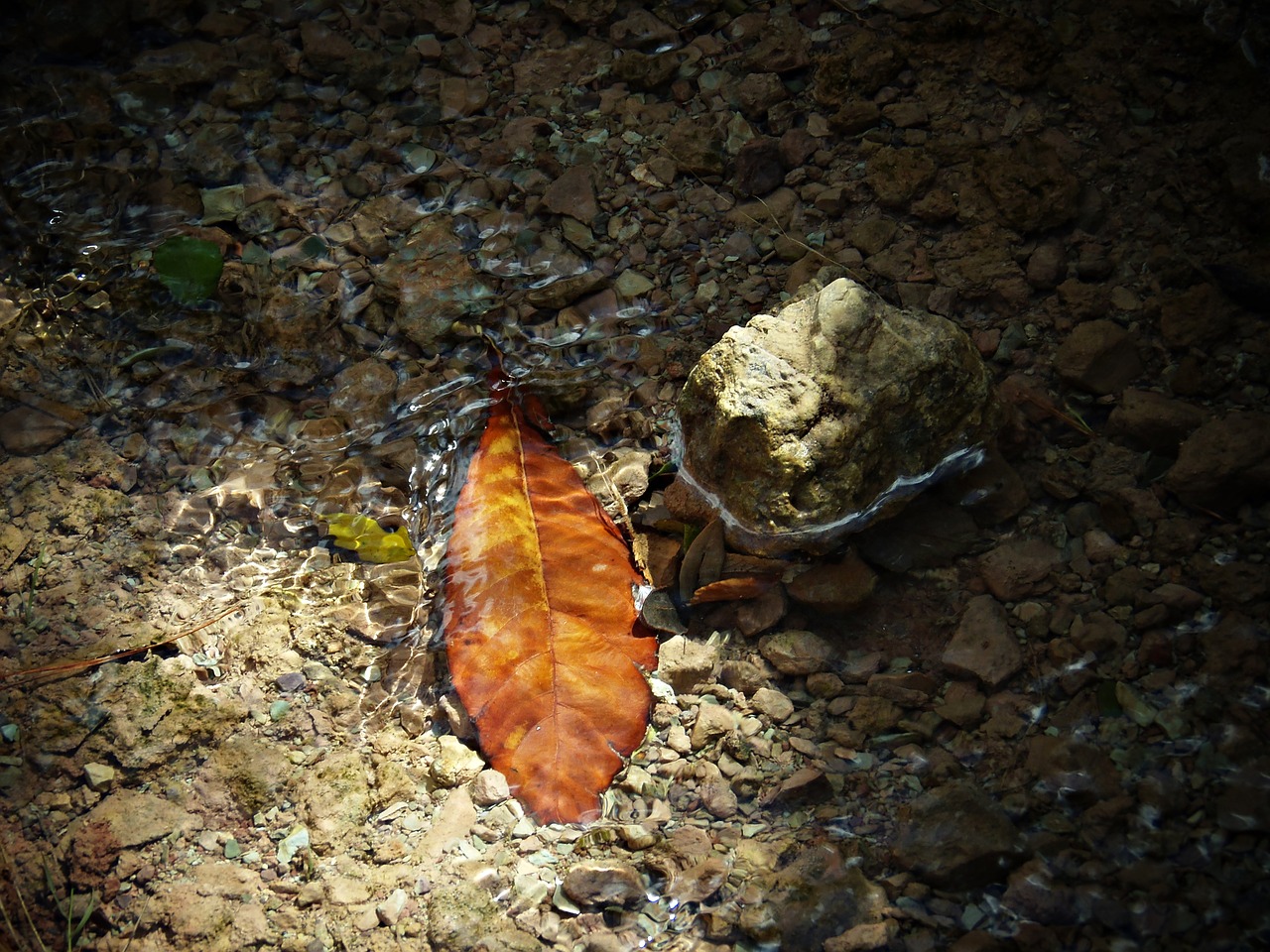 leaf water sunset free photo