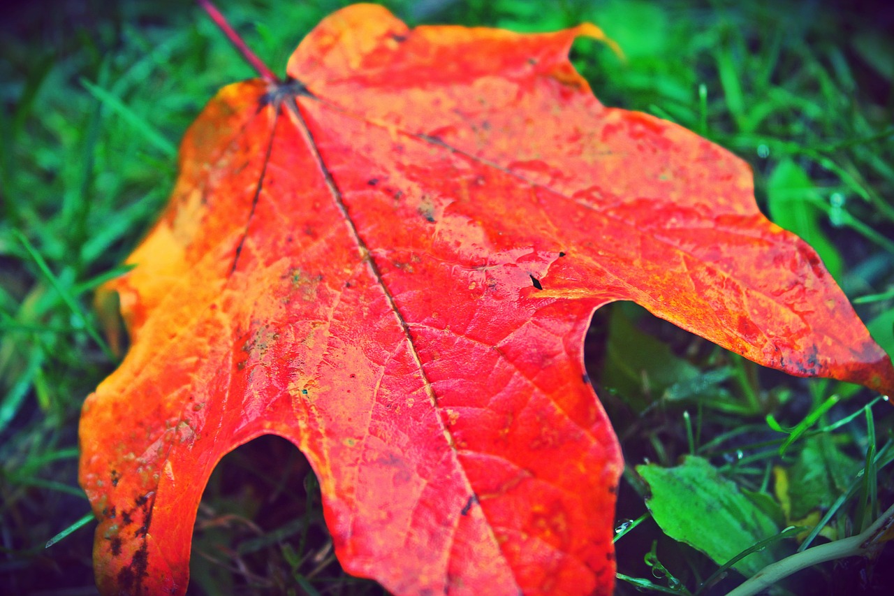 leaf autumn fall free photo