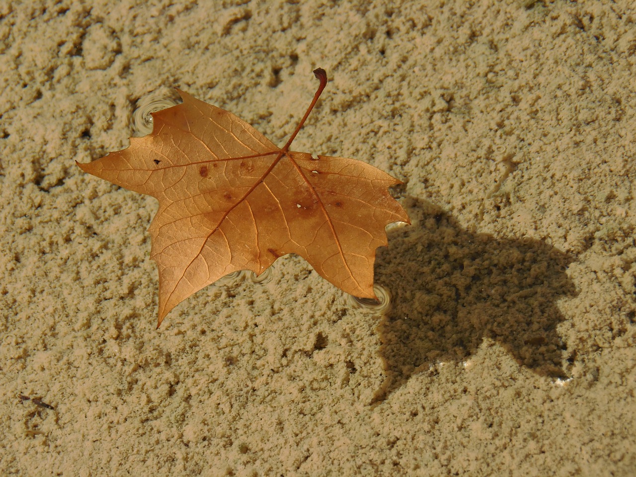 leaf dry leaf water free photo