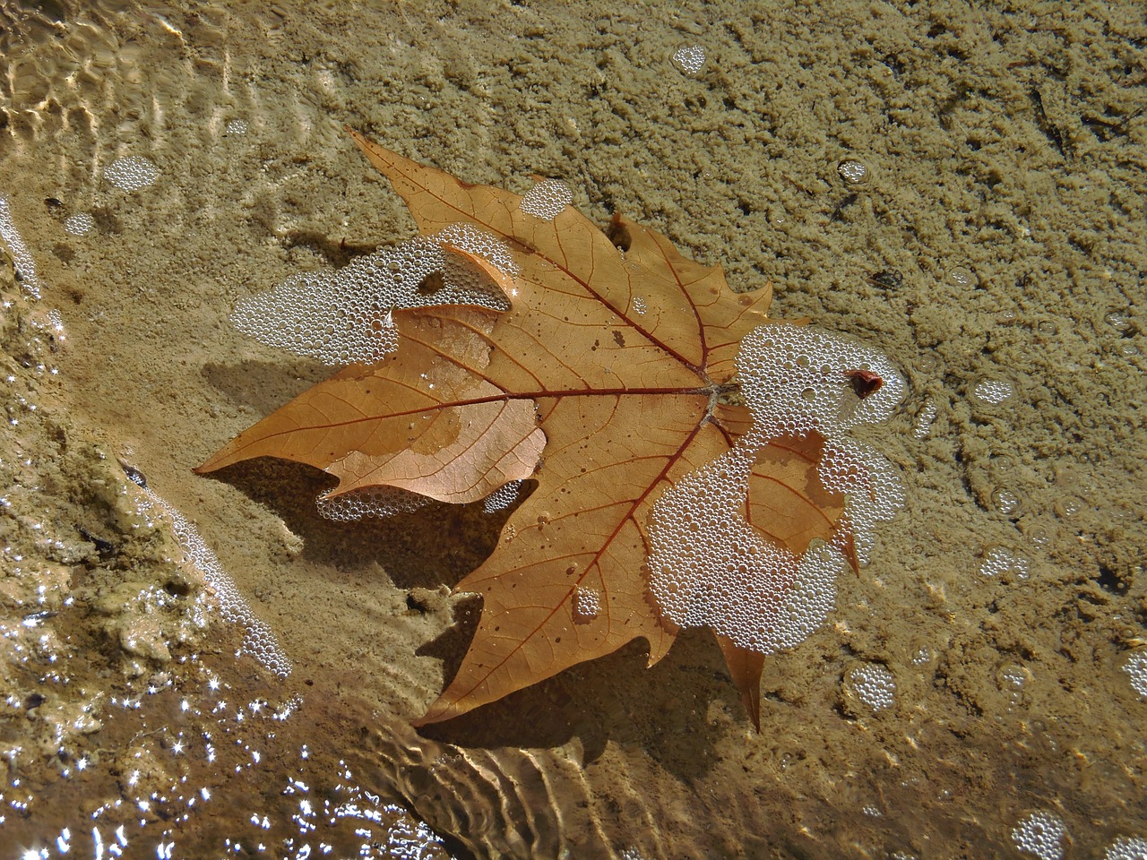 leaf water bubbles free photo