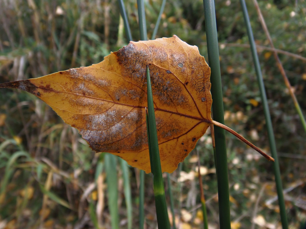 leaf autumn hawthorn free photo