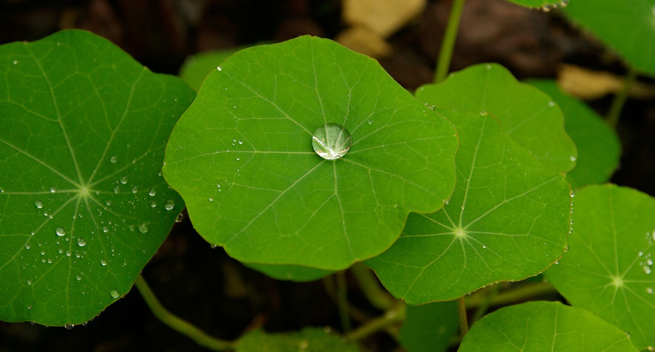 leaf drops of water green free photo