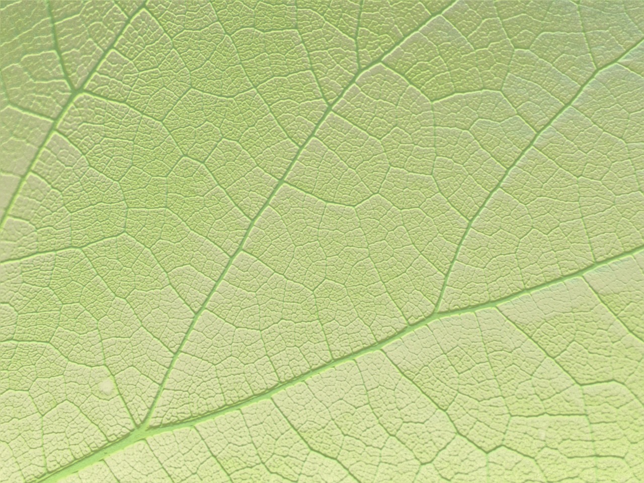 leaf nature green free photo