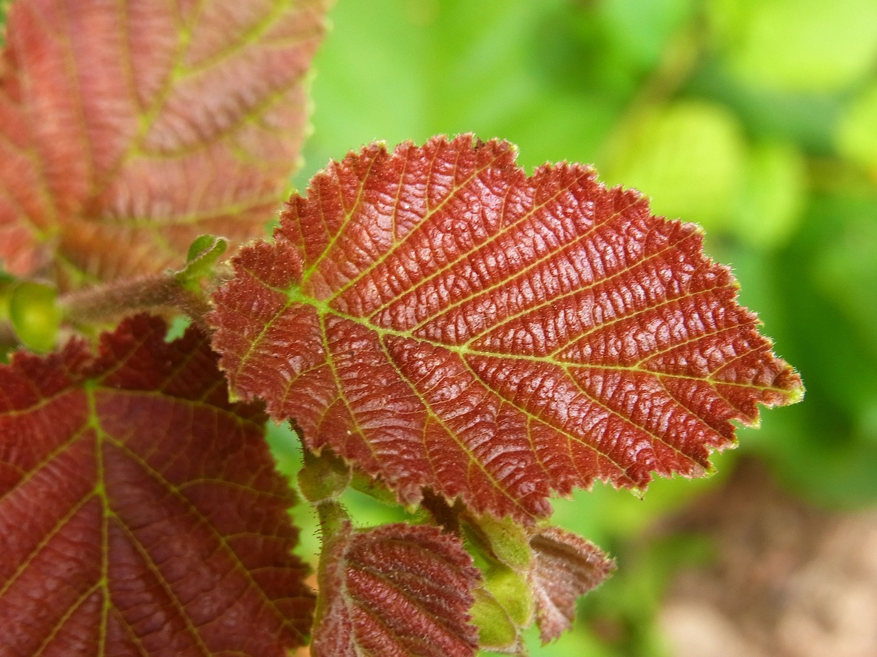 leaf autumn red free photo