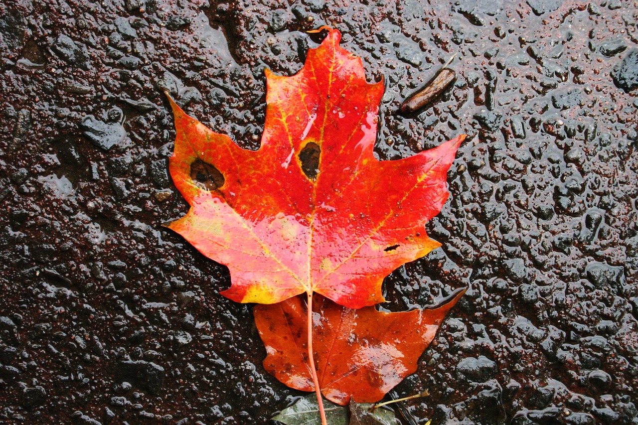 leaf maple autumn free photo