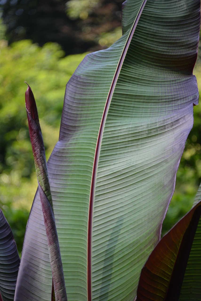 leaf structure plant free photo