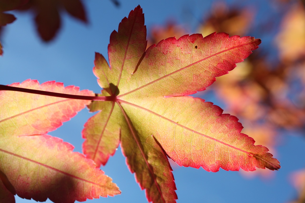 leaf blue autumn free photo