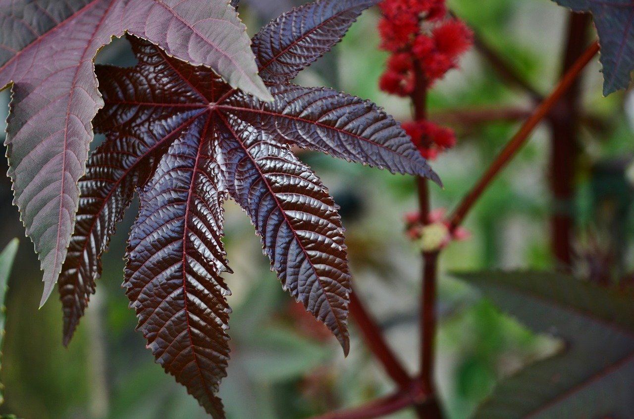 leaf green nature free photo