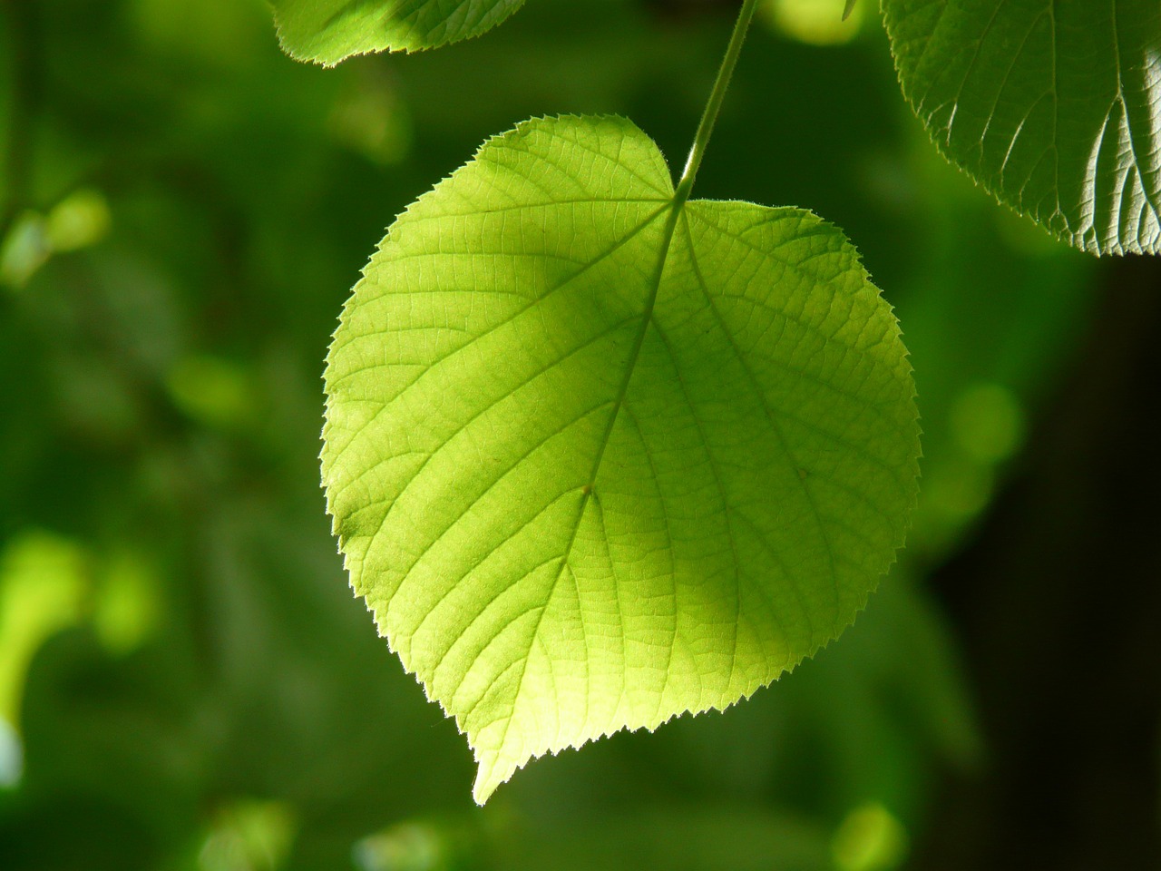 leaf individually linde free photo