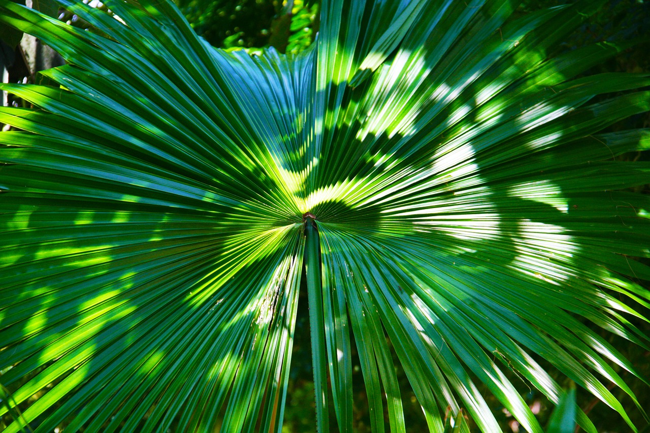 leaf sunlight thailand free photo