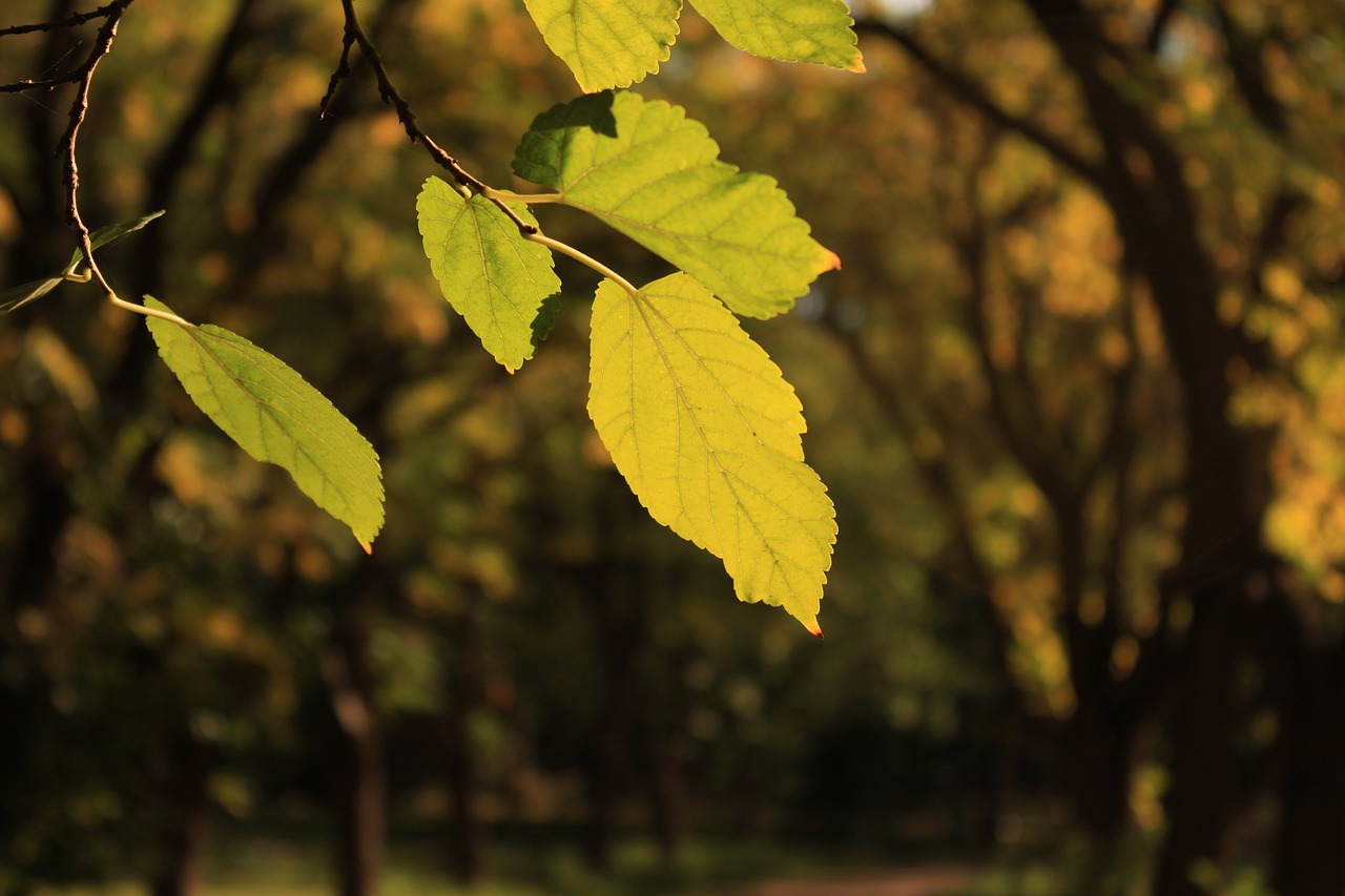 leaf leaves tree free photo