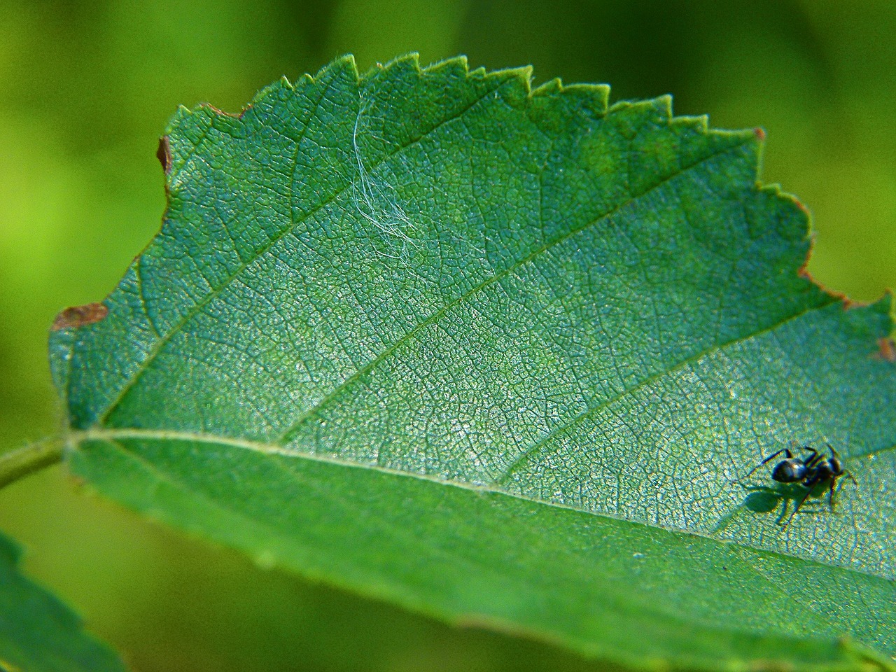leaf green ant free photo