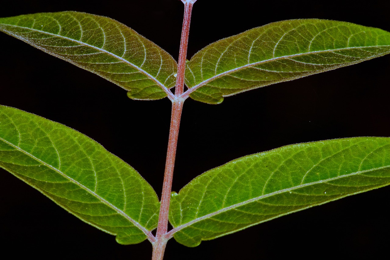 leaf green plant free photo