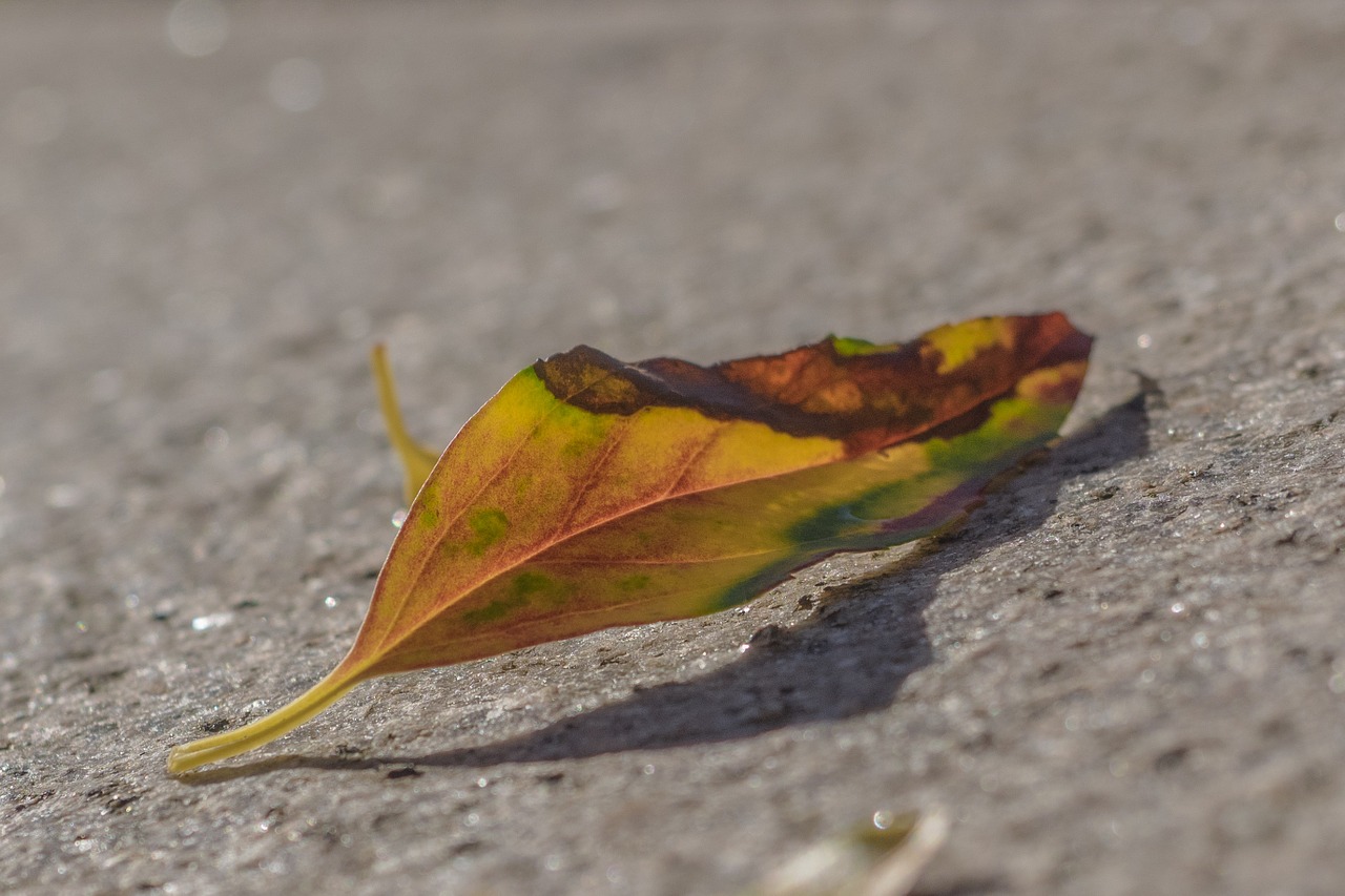 leaf autumn golden autumn free photo