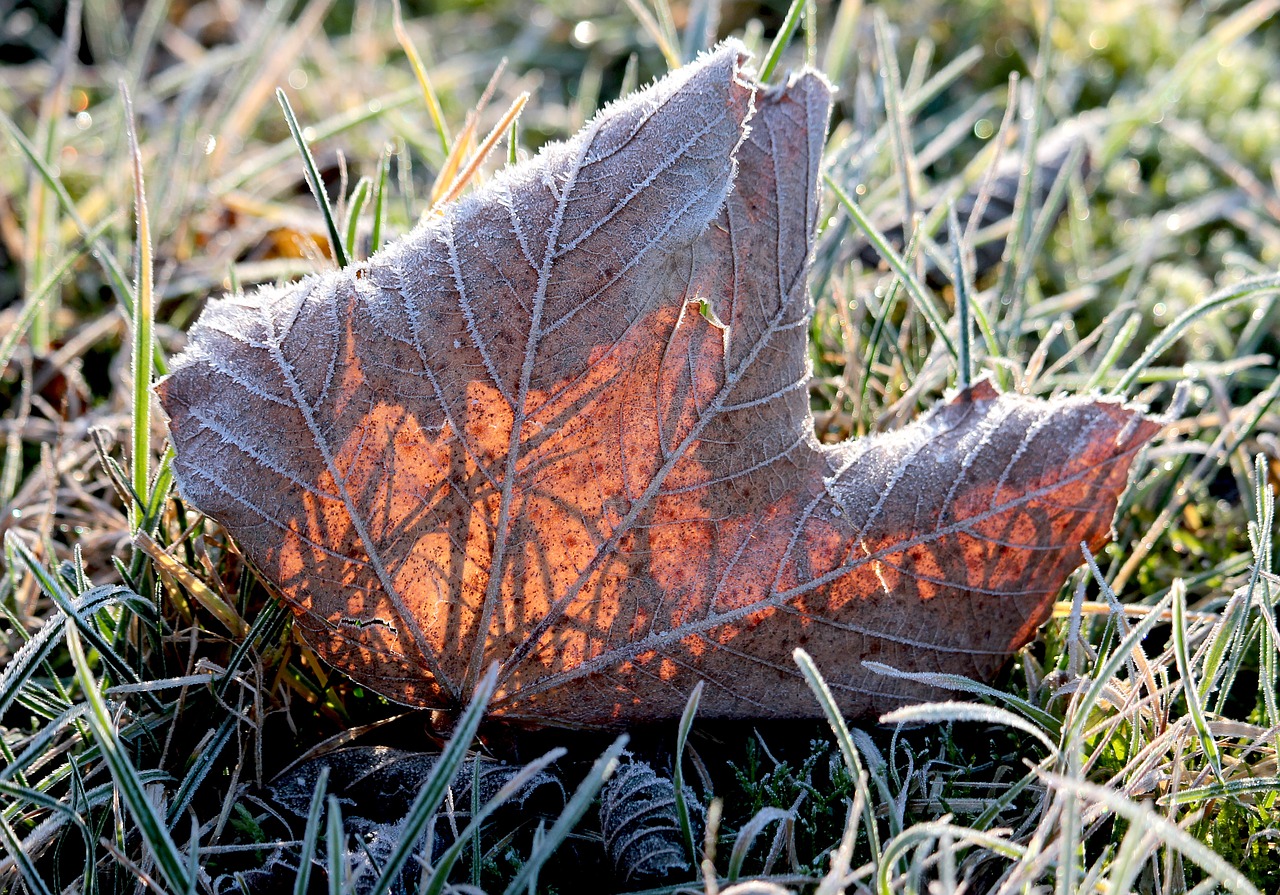 leaf leaves autumn free photo