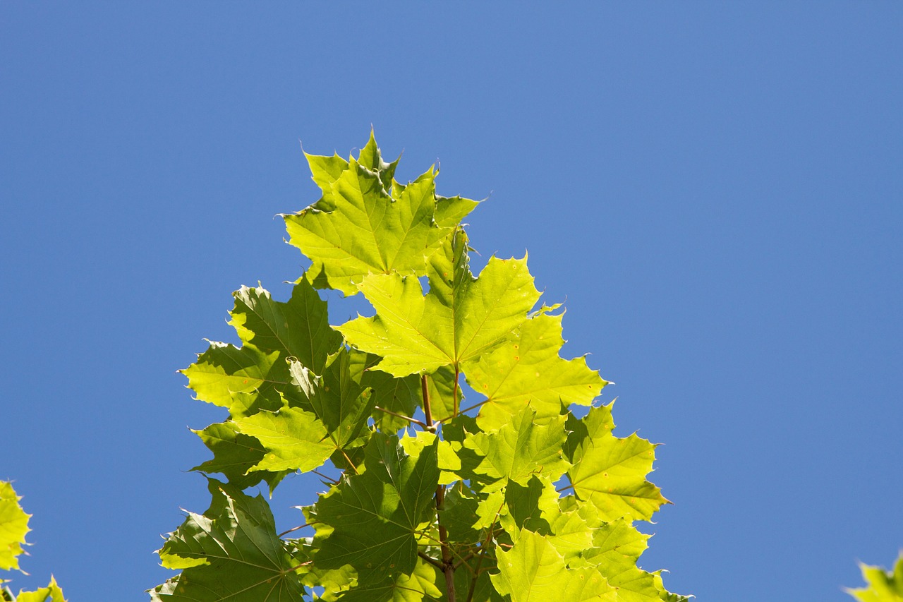 leaf sun blue sky free photo