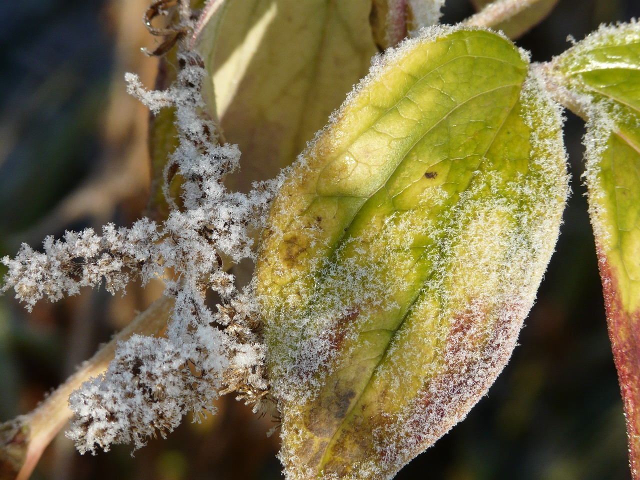 leaf frost winter free photo