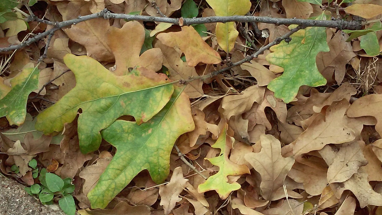 leaf oak fall free photo