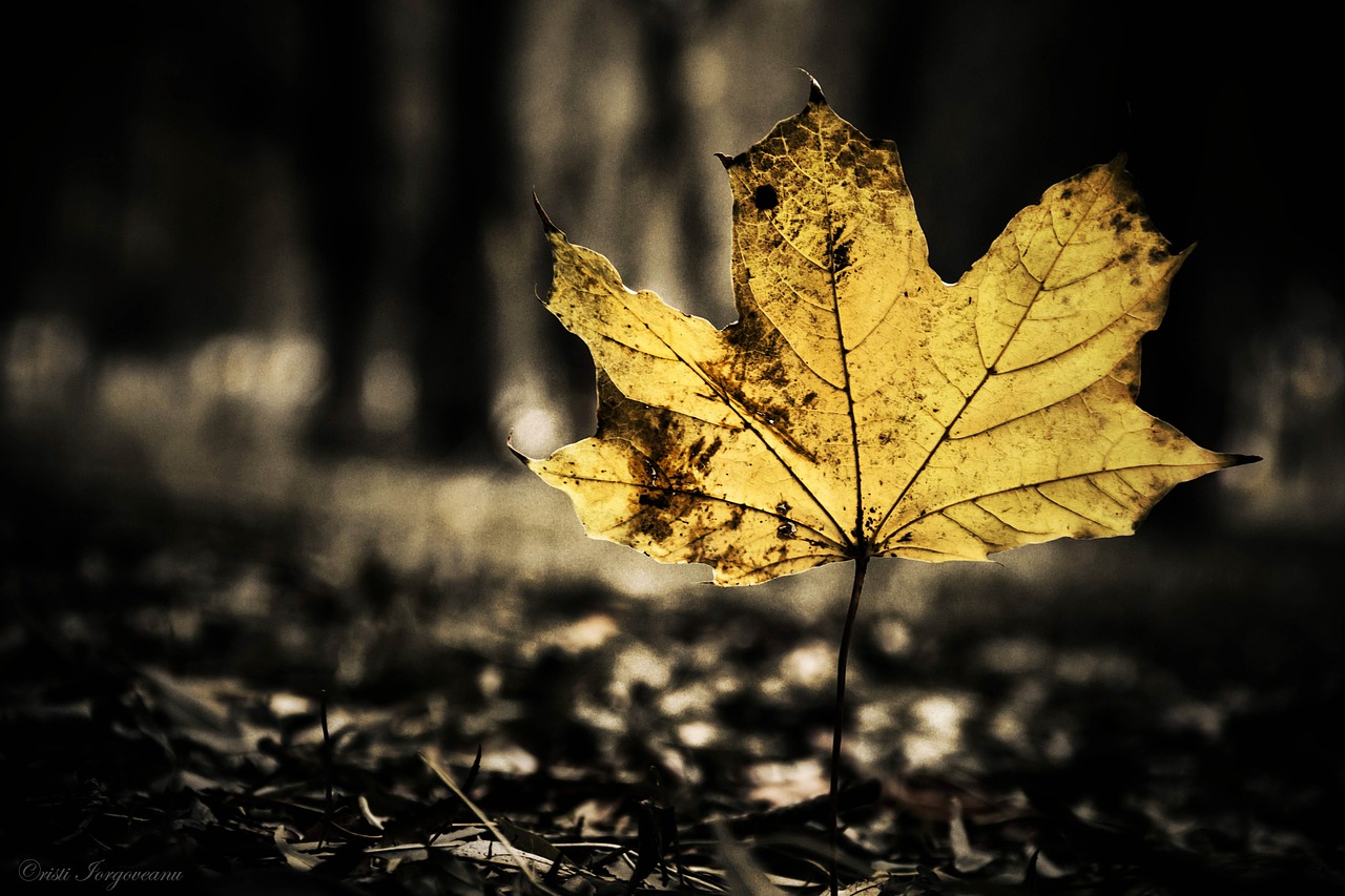 leaf black in the evening free photo