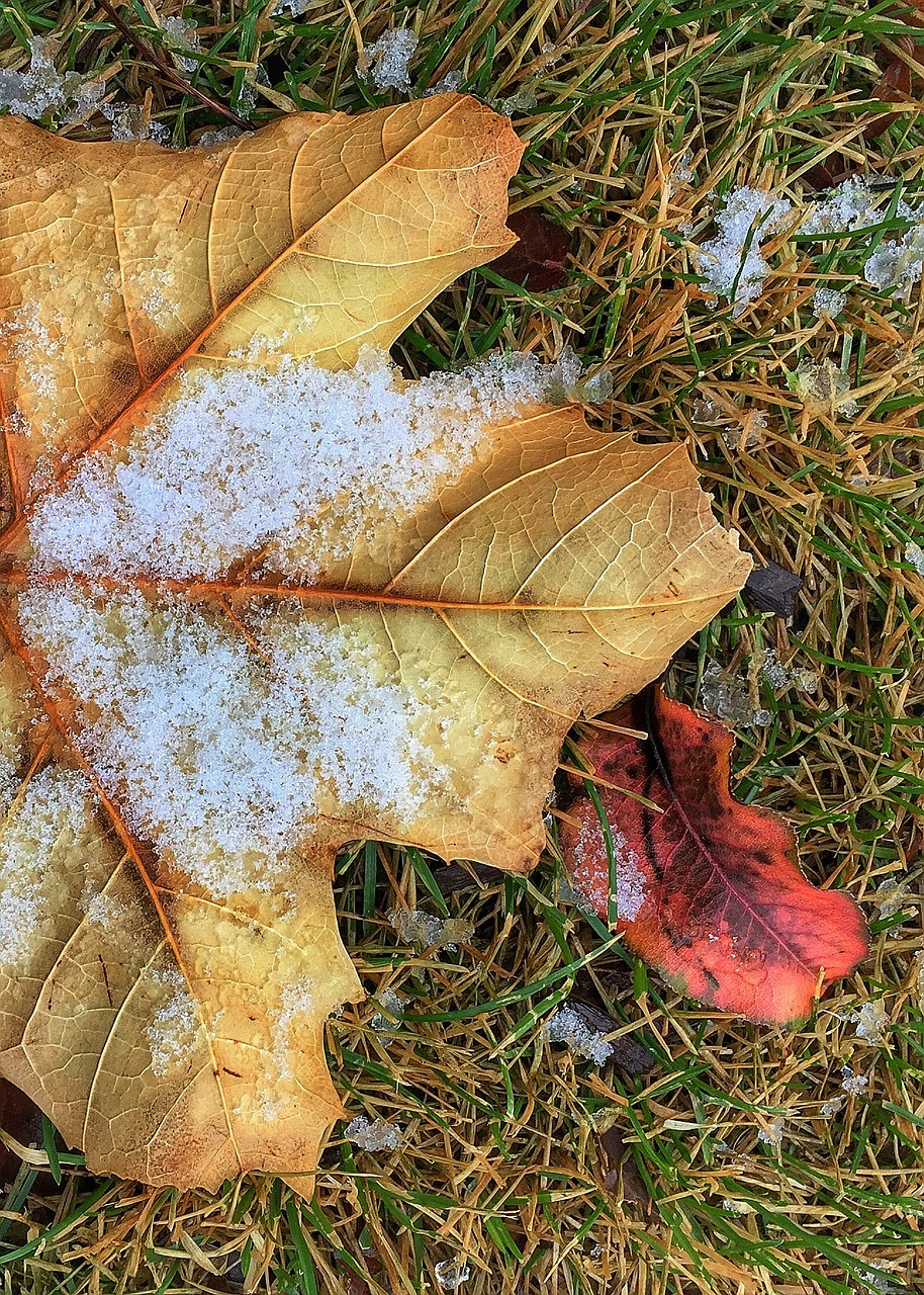 leaf frost winter free photo