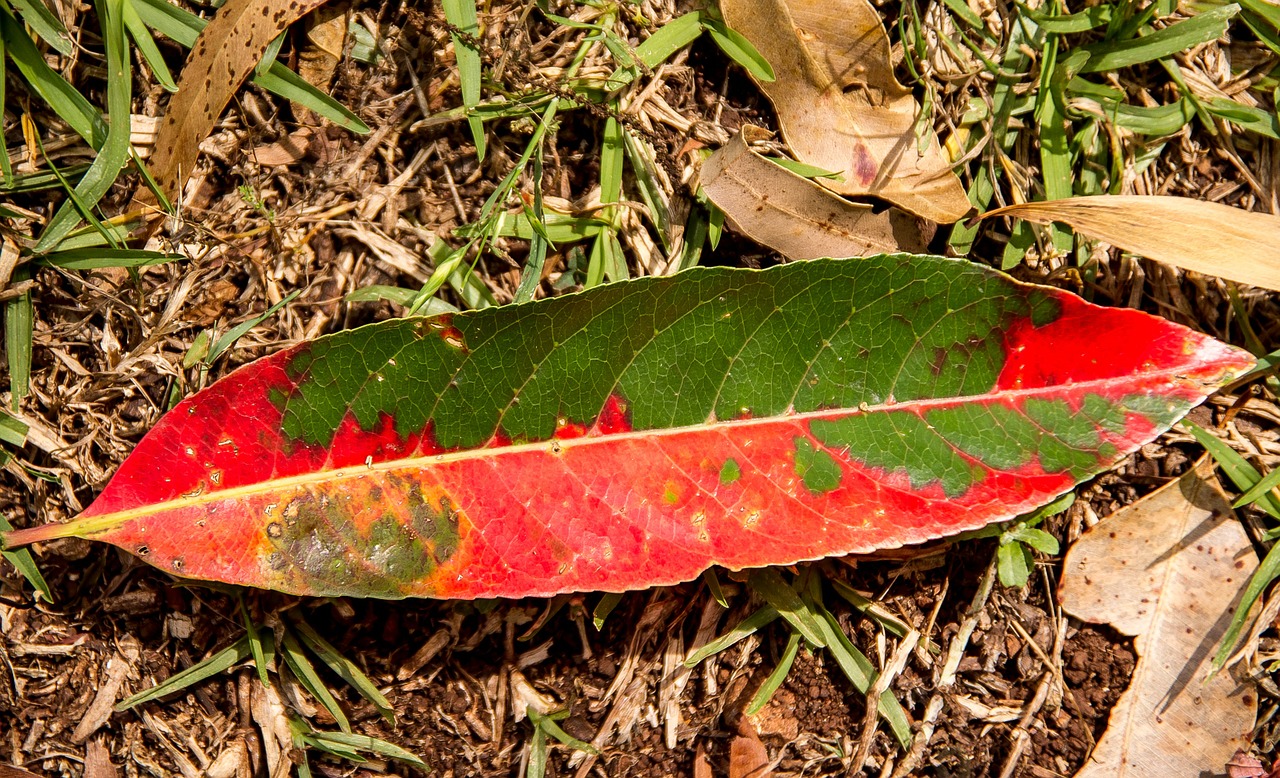 leaf forest rain forest free photo