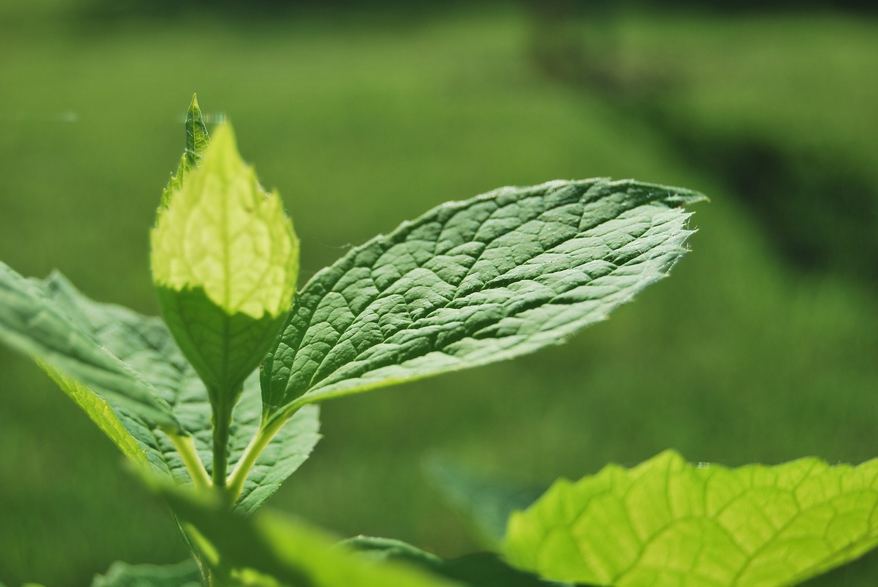 leaf green nature free photo