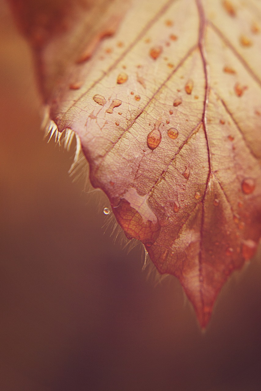 leaf drip drop of water free photo