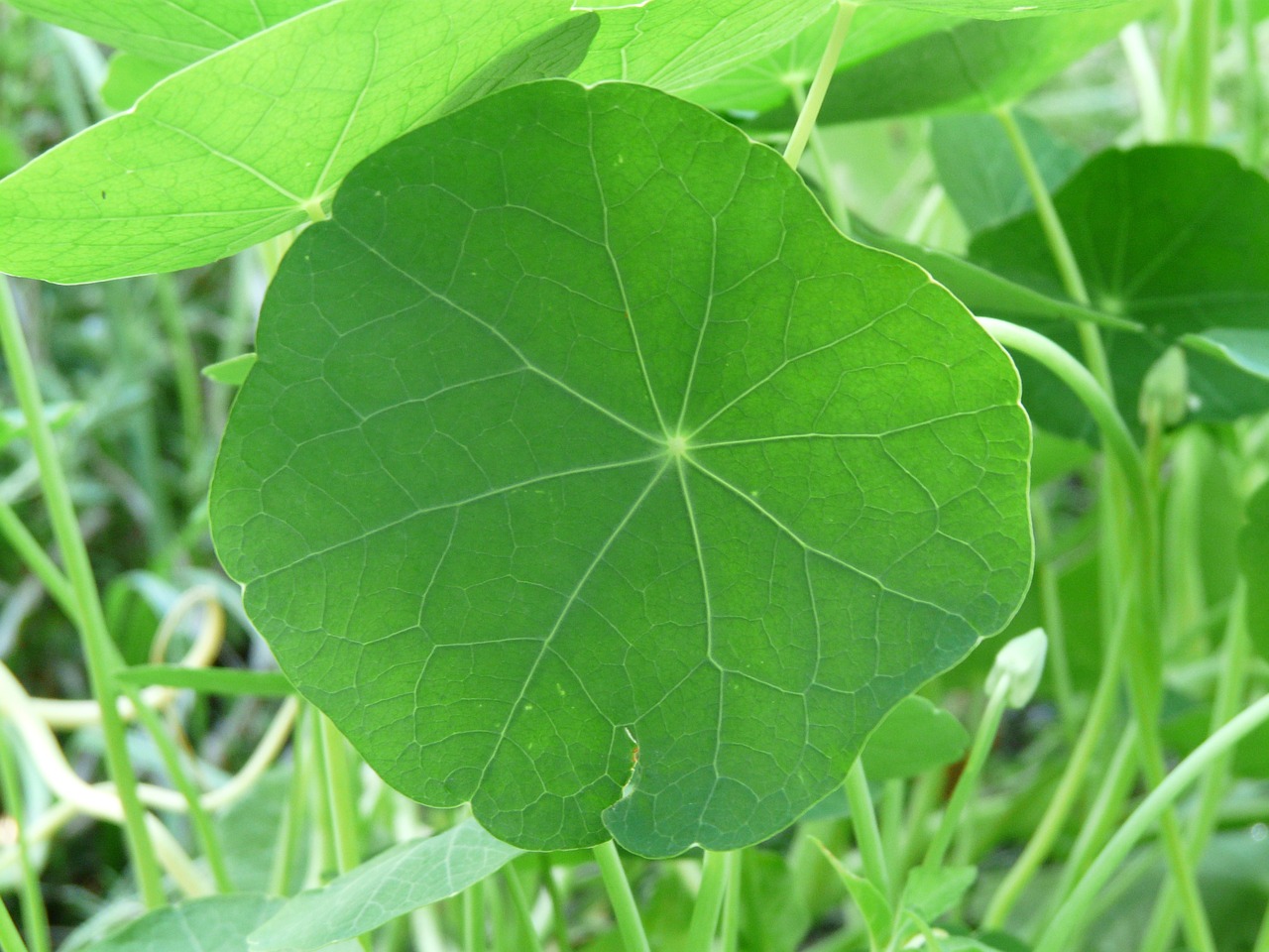 leaf nasturtium tropaeolum majus free photo