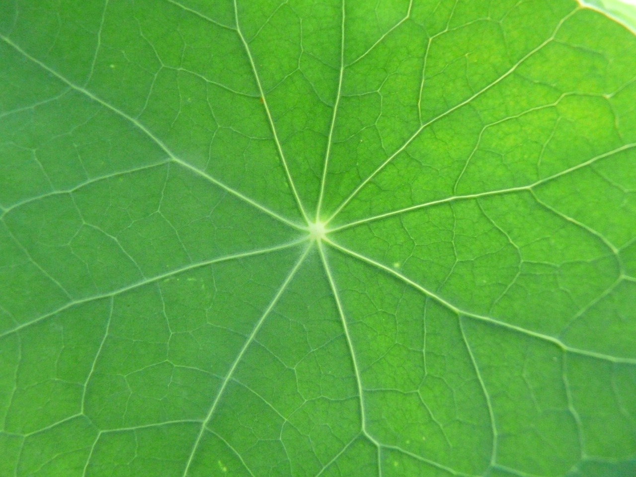 leaf macro close free photo