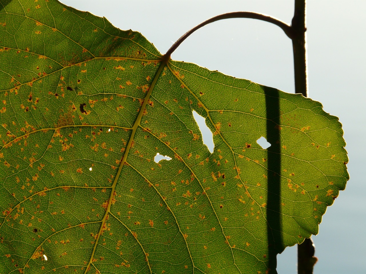 leaf light shine through free photo