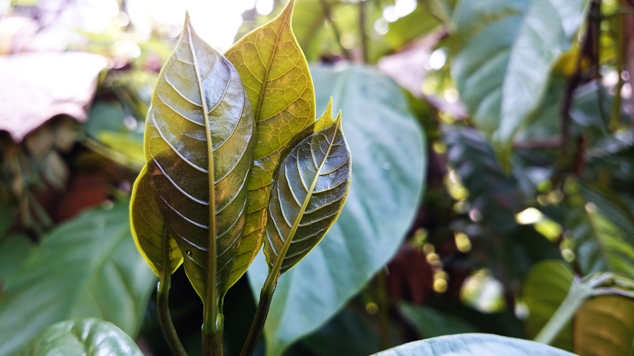 leaf green natural free photo