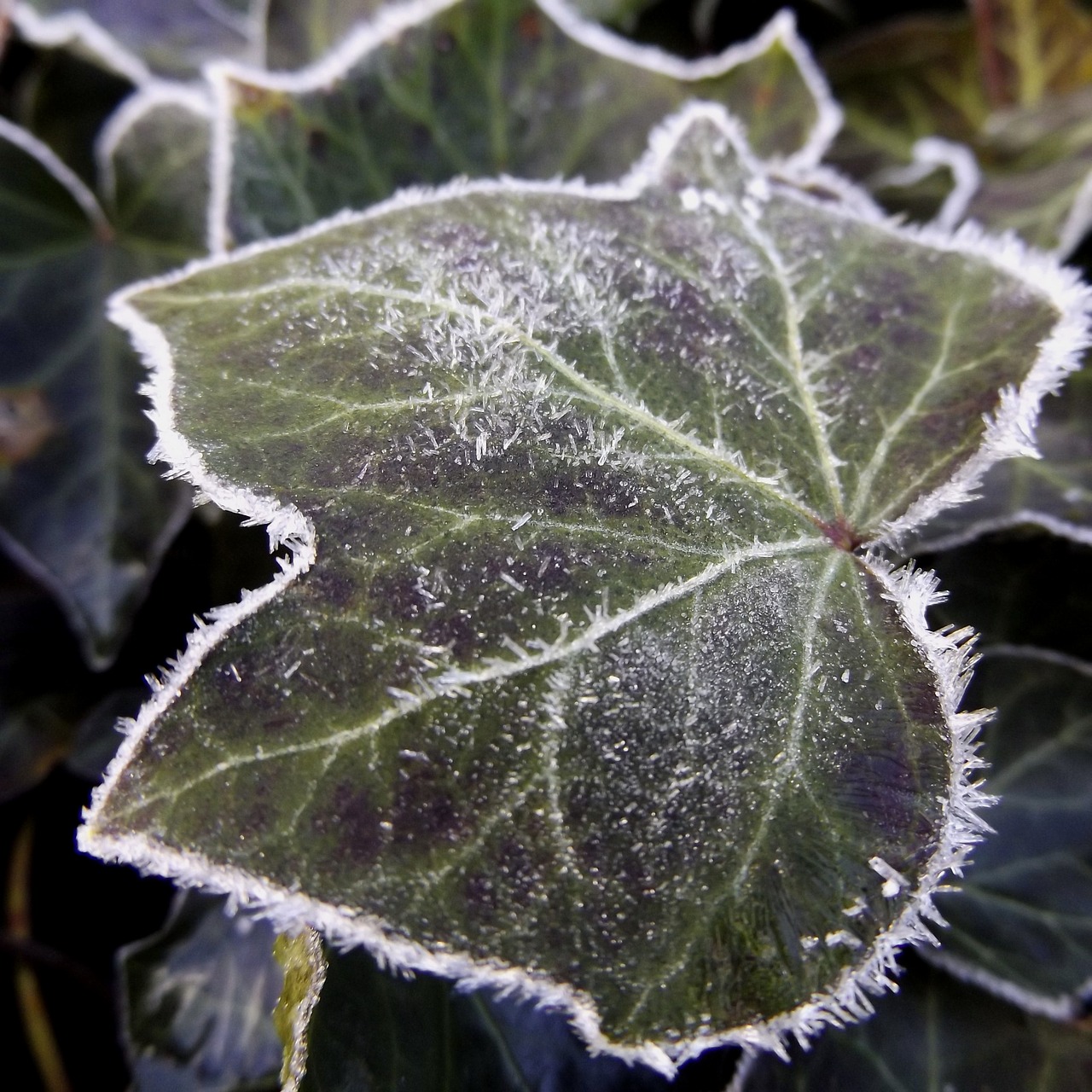 leaf hoarfrost frozen free photo