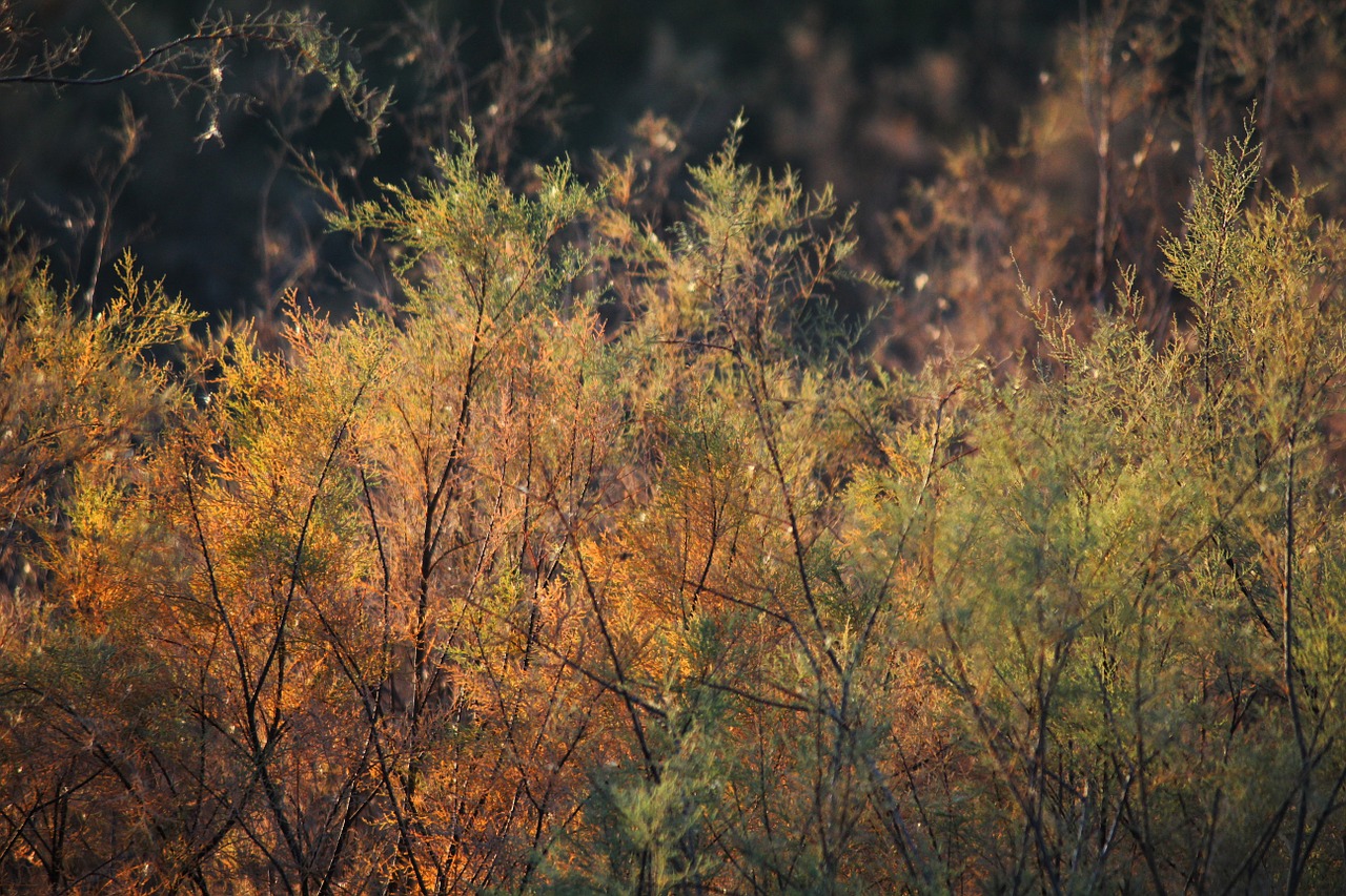 leaf tree nature free photo