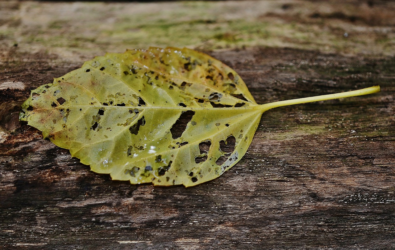 leaf green nature free photo