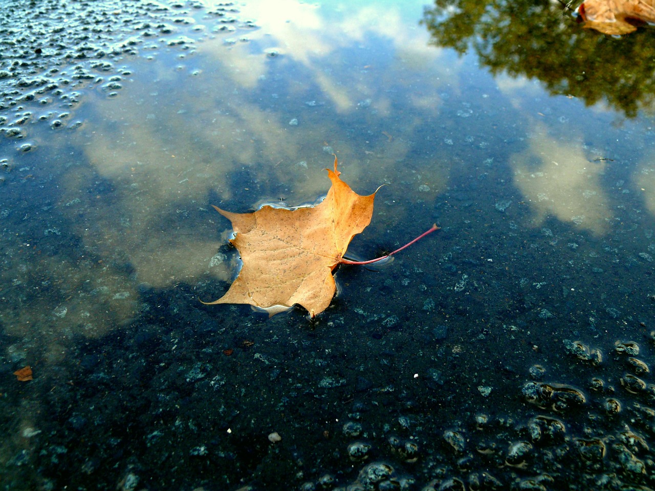 leaf rain puddle free photo