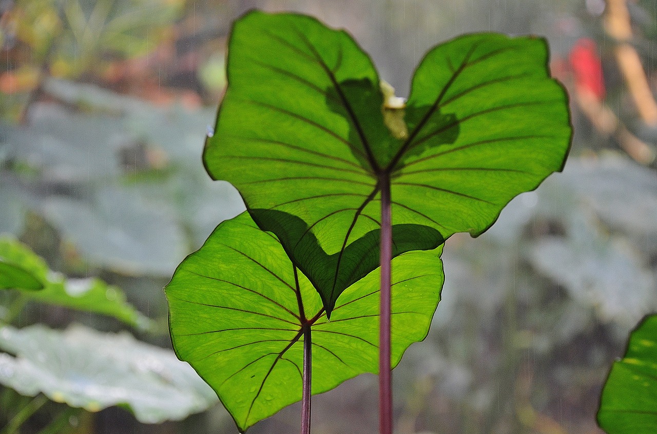 leaf nature natural free photo