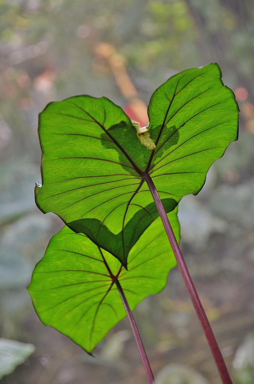 leaf plant nature free photo