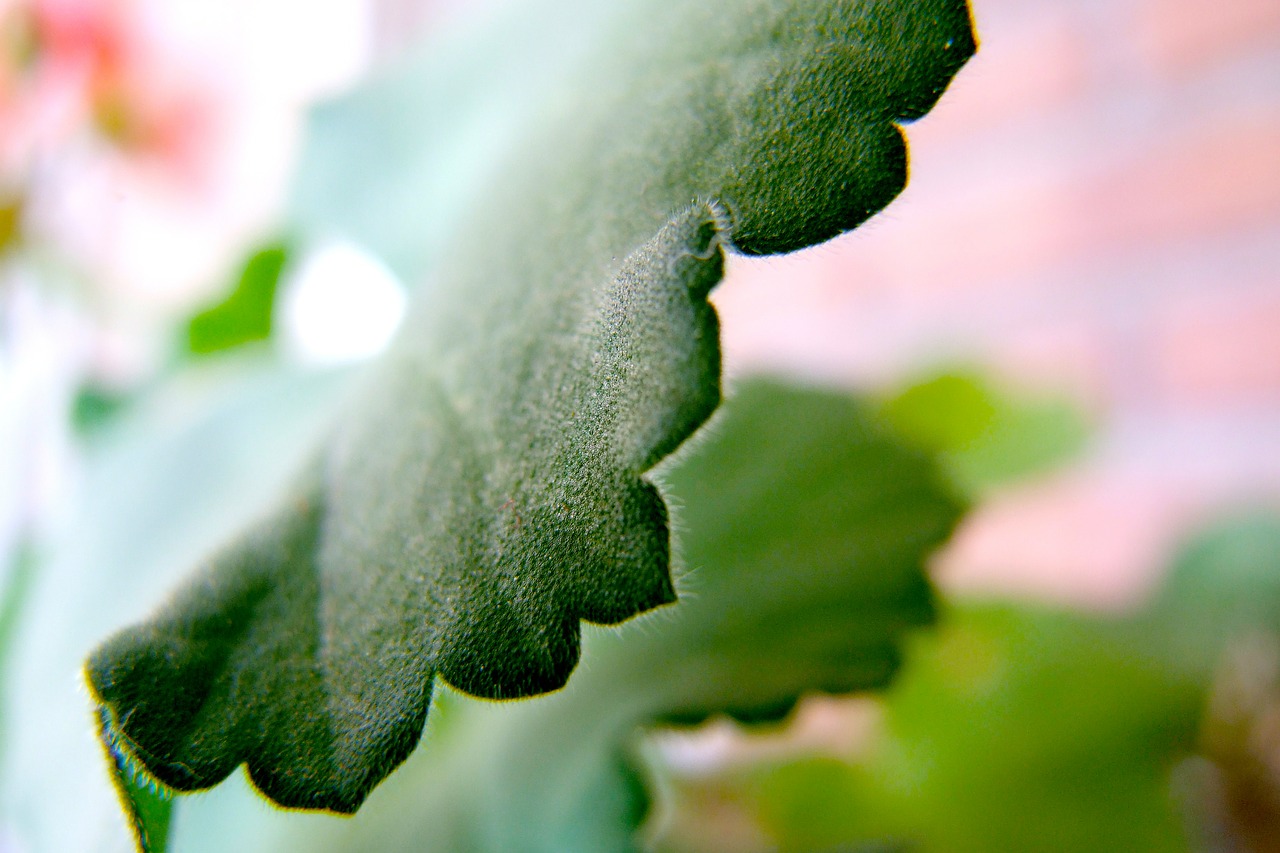 leaf macro detail free photo