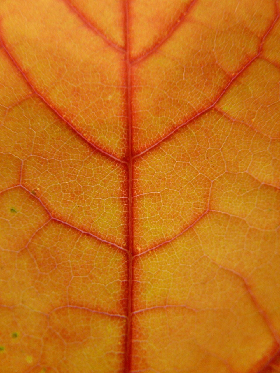 leaf coloring maple leaf free photo