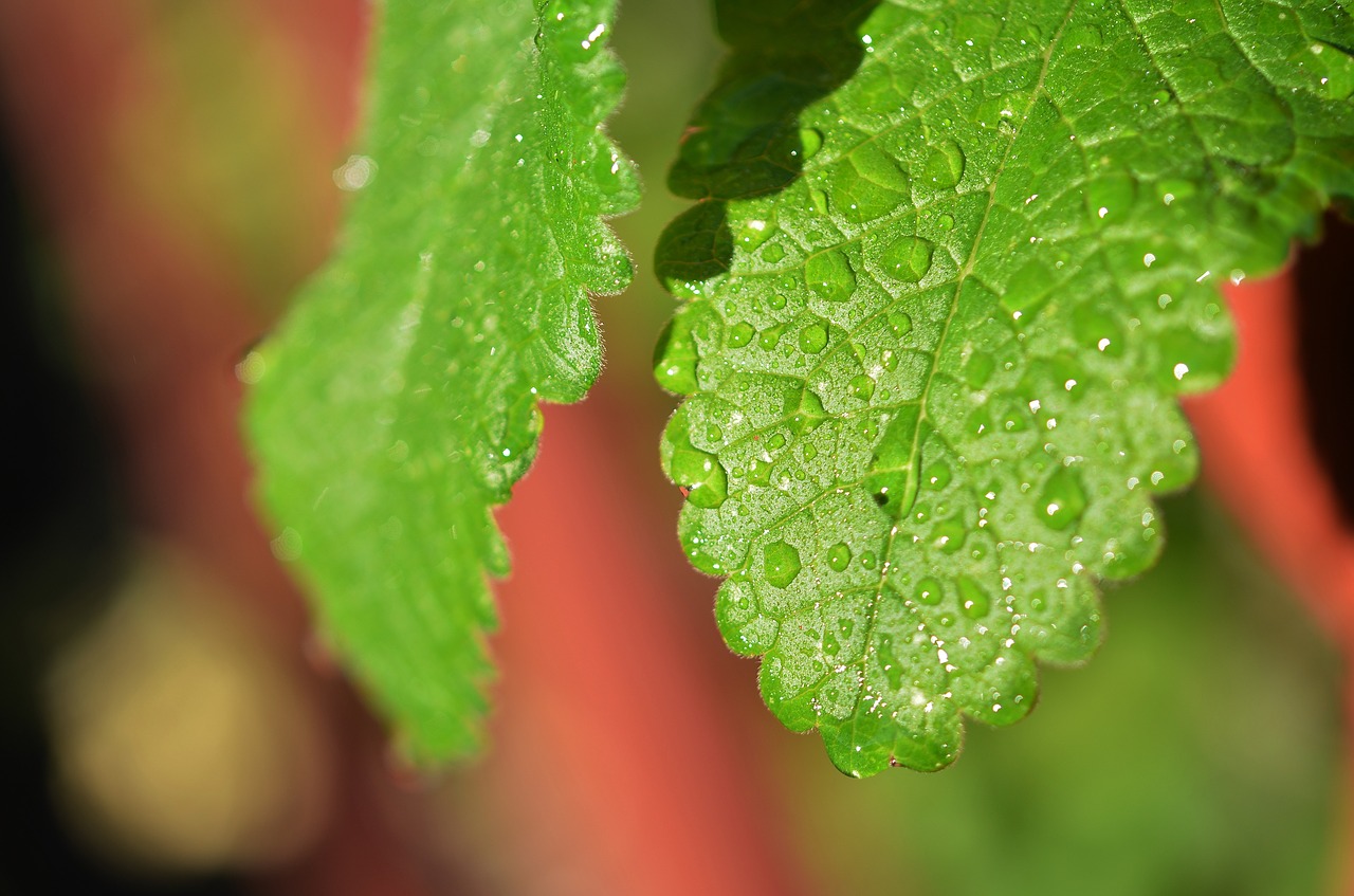 leaf green nature free photo