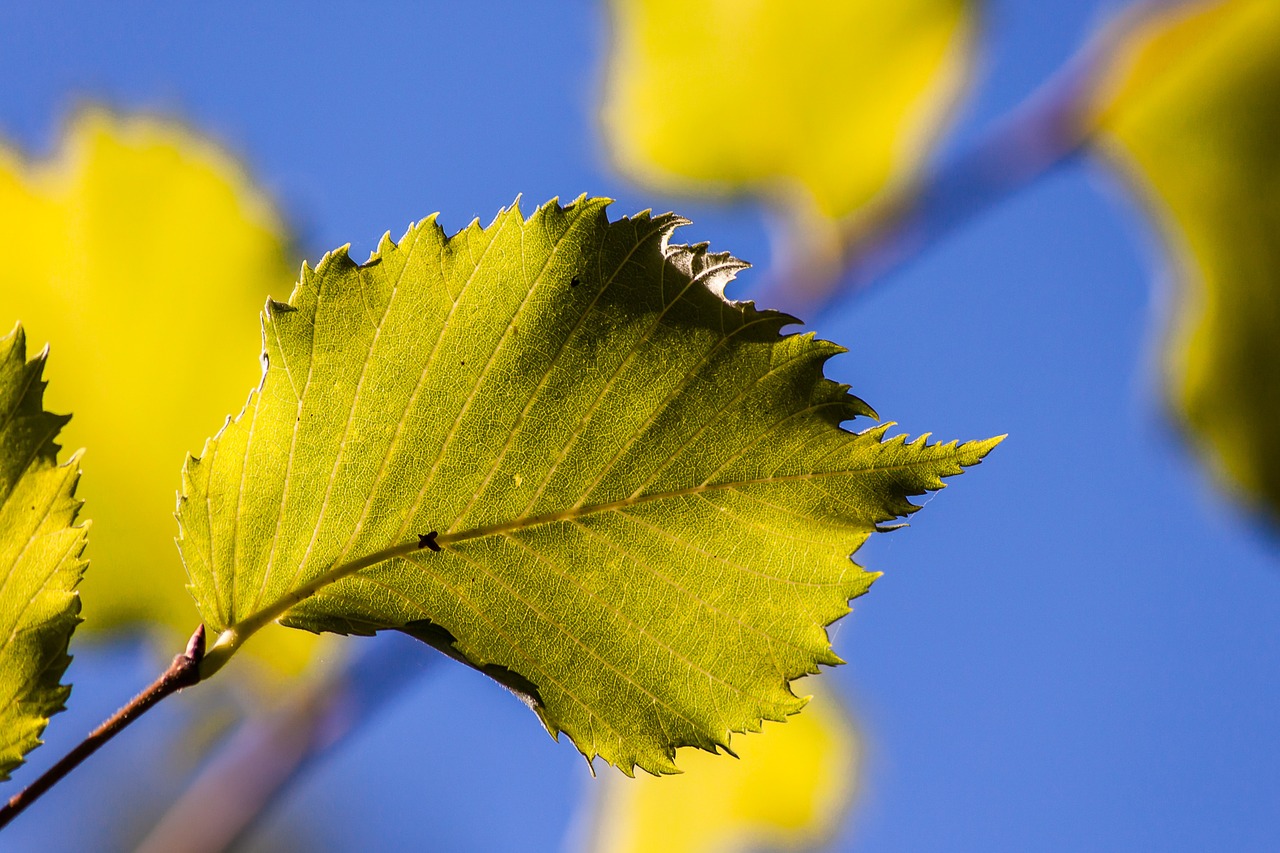 leaf sky sun free photo