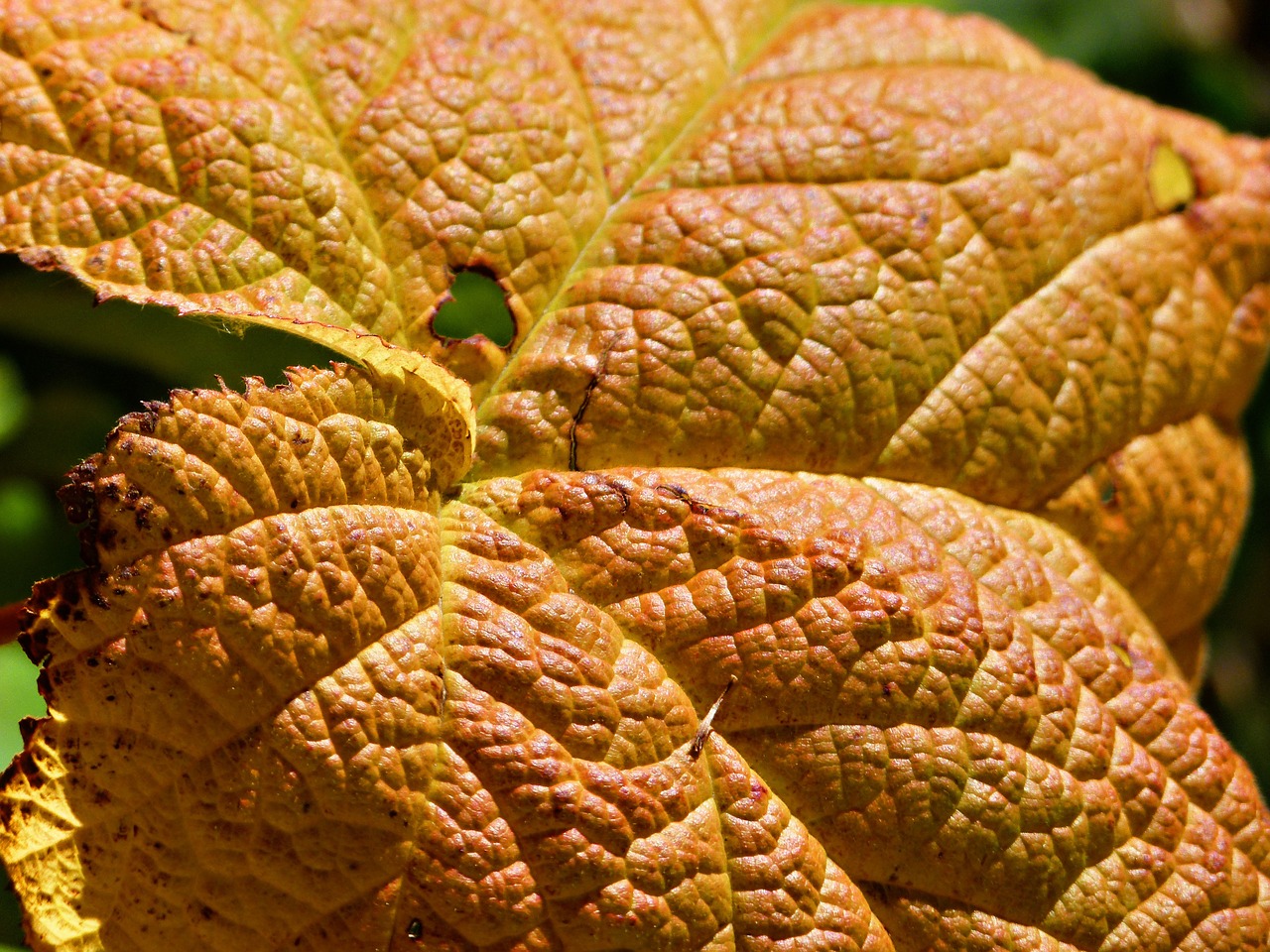 leaf forest meadow free photo