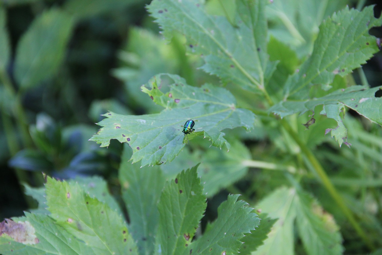 leaf nature insect free photo