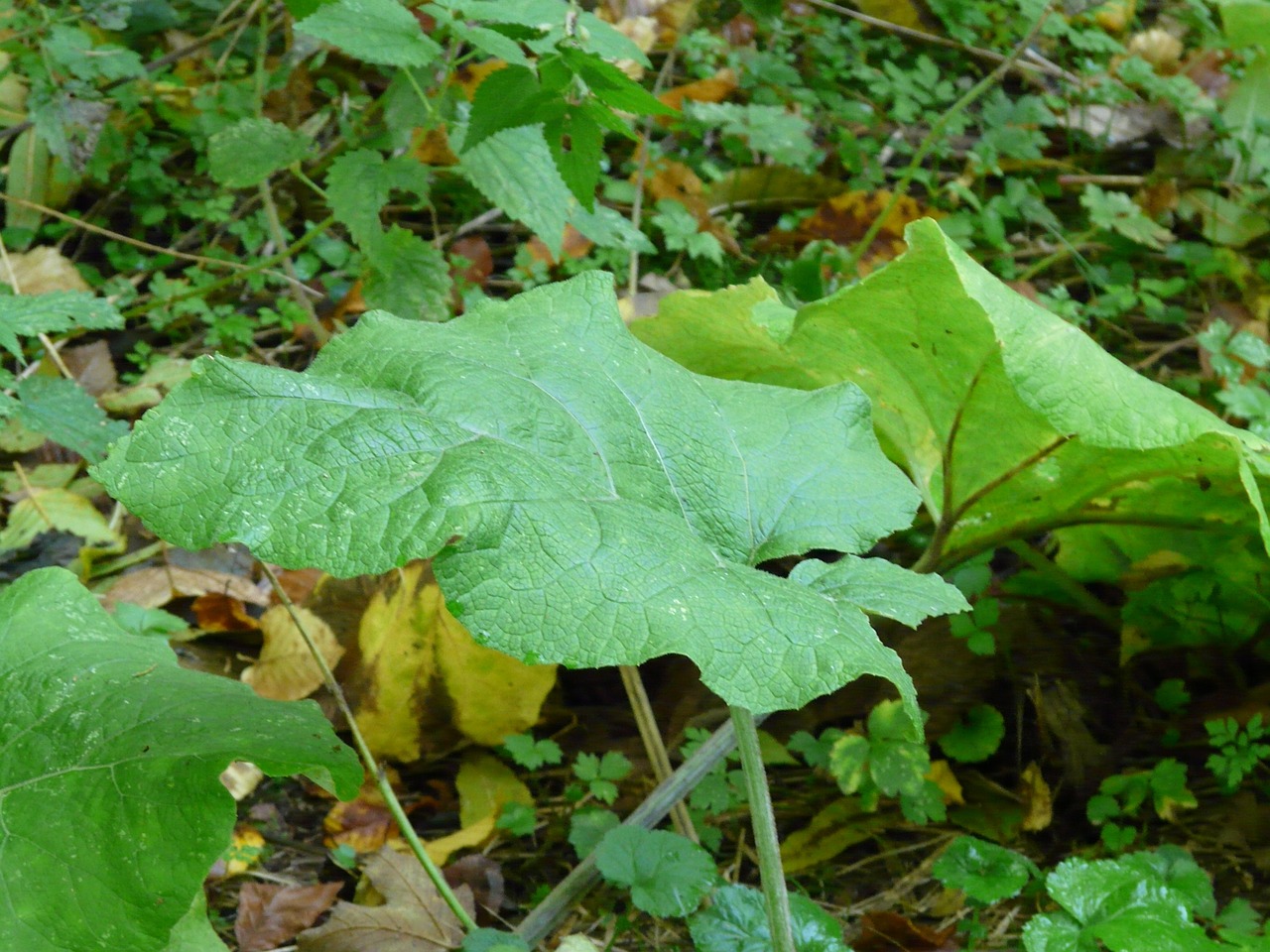 leaf large green free photo
