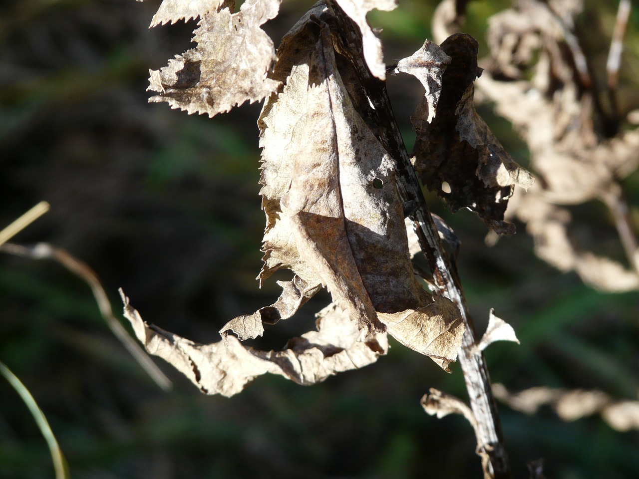 leaf withered dry