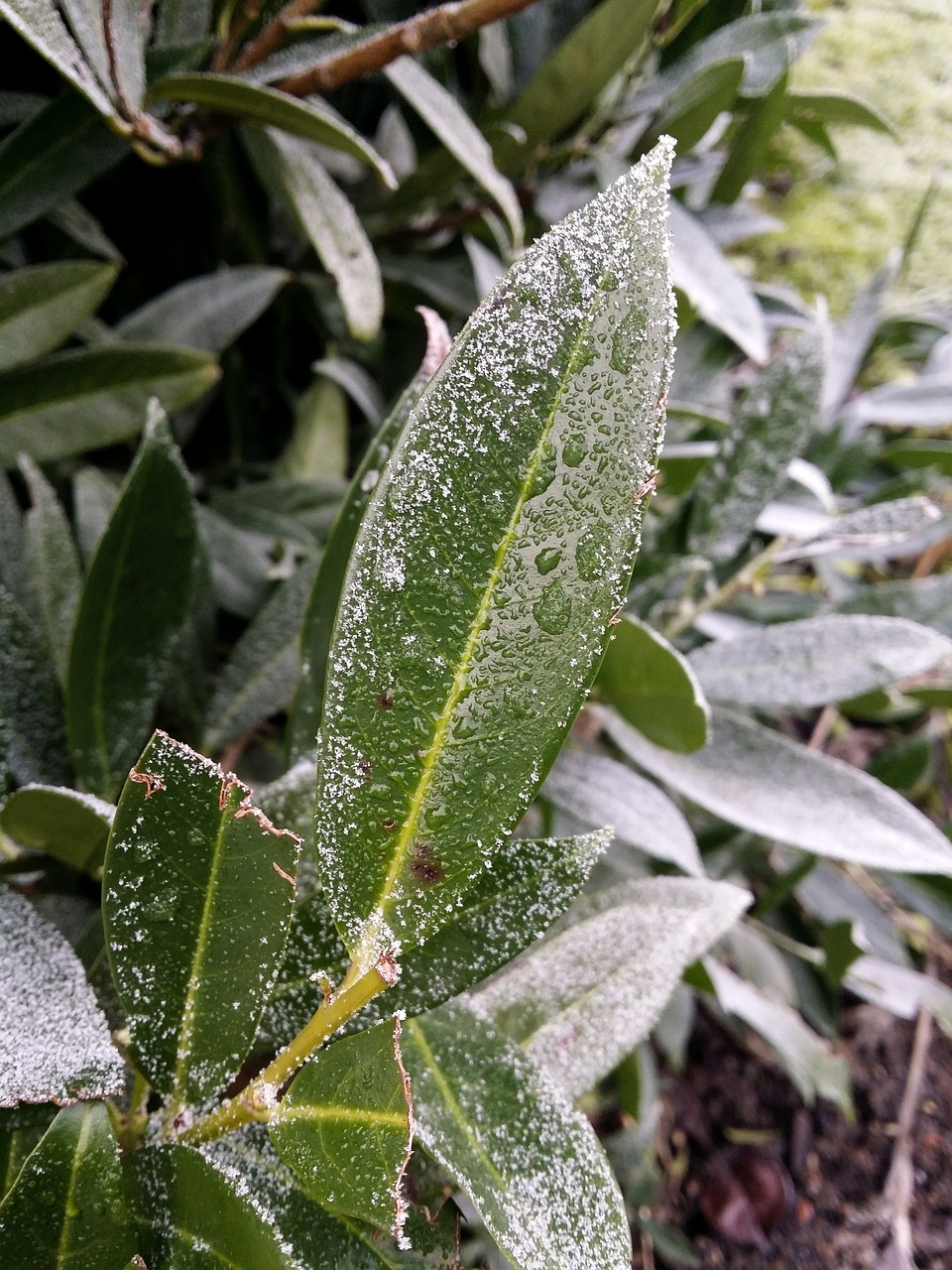 leaf green plant free photo