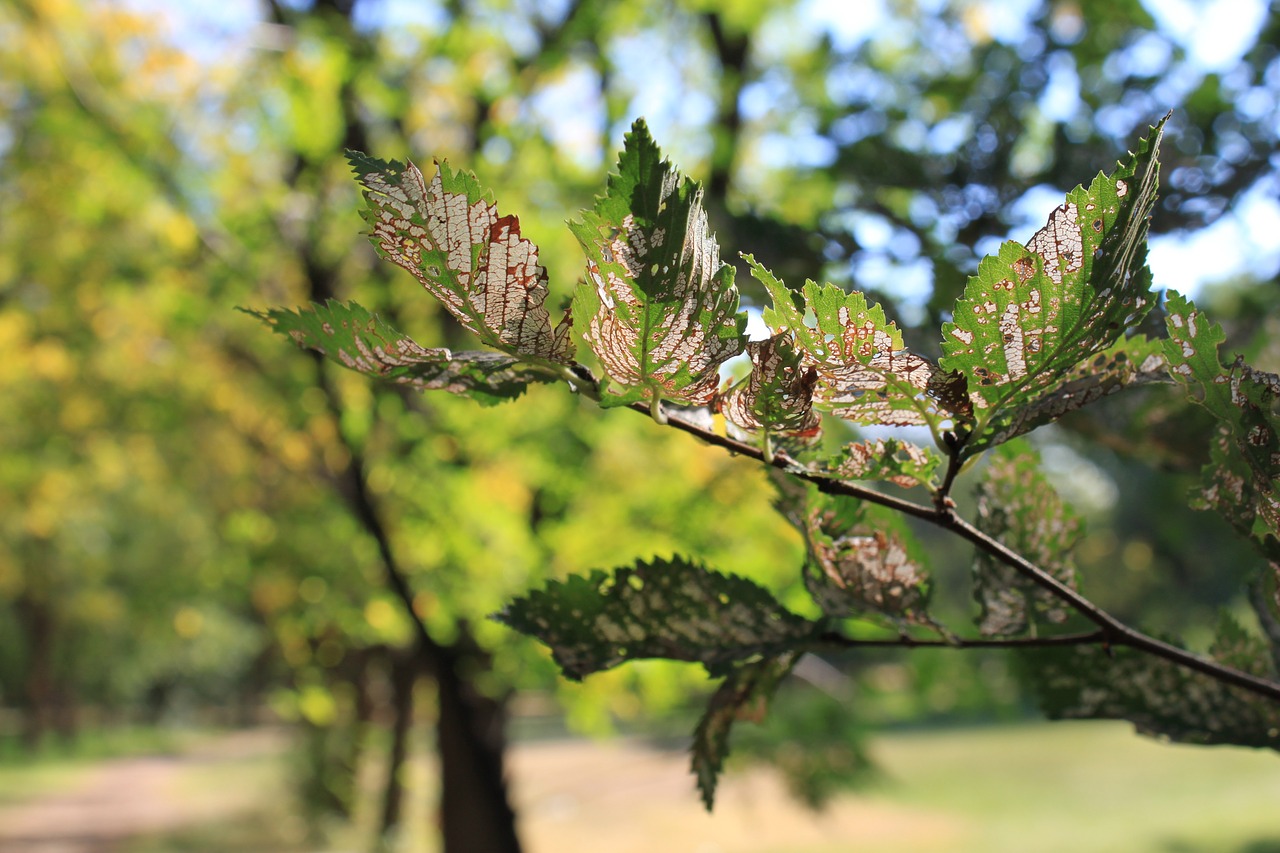 leaf leaves green free photo